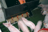 Hranilica za svinje - Rotecna TR-5 - 120l