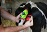 Moocall alarm za teljenje krava