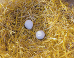 Umjetna jaja - glinena