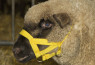 Ular za ovce i ovnove - žuti