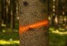 Sprej za označavanje Forst Neon 500ml - narančasta