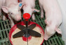Hranilica za svinje - Mini Piglet