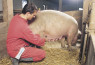 HK Tester za trudnoću za svinje
