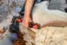 Stroj za šišanje ovaca - FarmClipper 350W