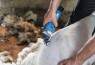 Stroj za šišanje ovaca - FarmClipper Akku2
