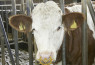 Uređaj za odvikavanje od sisanja Müller 2010 - za mladu i veliku stoku