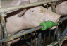 Valjci za ugrize za svinje - bez lanca