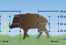 Mreža za divlje svinje, 75cm, jednostruki krak 50m