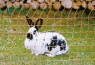 Mreža za zečeve, 65cm, jednostruki krak - 50m